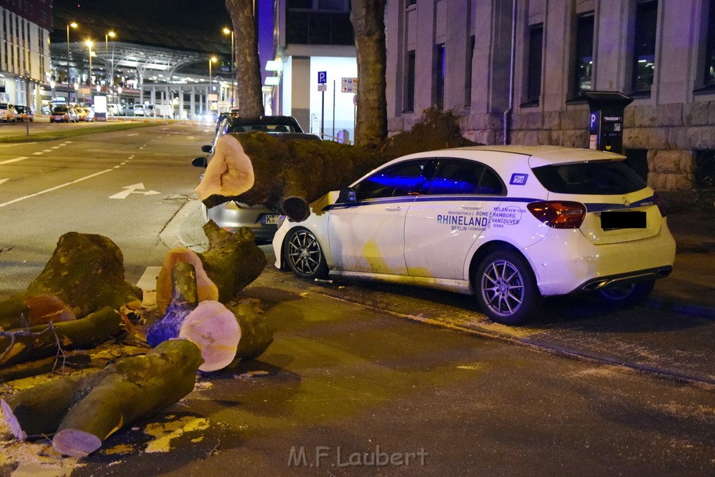 Baum auf PKWs Koeln Mitte Rheinuferstr Goldgasse P018.JPG - Miklos Laubert